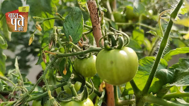 366363-tomato-price-hike-tomato-cultivation-kitchen-garden-terrace-garden-tomato-variety-1