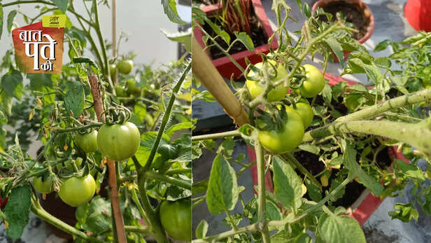 366364-tomato-price-hike-tomato-cultivation-kitchen-garden-terrace-garden-tomato-variety-2