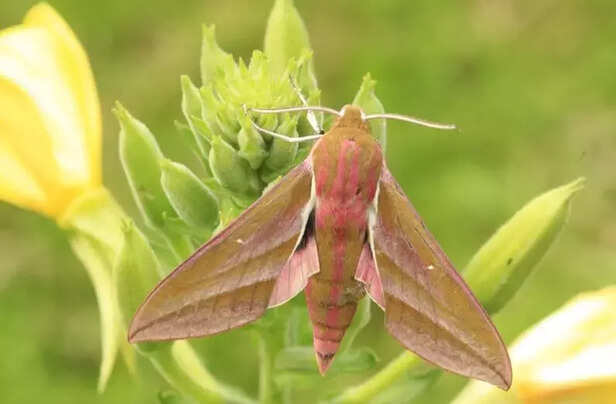 354272-artificial-nighttime-lighting-impacts-visual-ecology-insects-moth-light-polluition-1