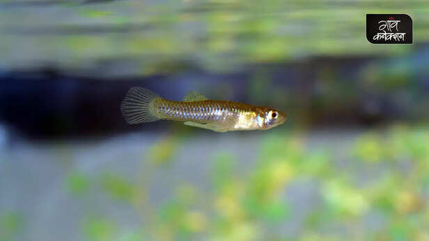 361881-gambusia-fish-mosquito-borne-diseases-like-malaria-and-dengue-ponds-wells-water-bodies-2