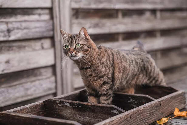 High-Sided Litter Boxes: A Mobility Challenge for Older Cats