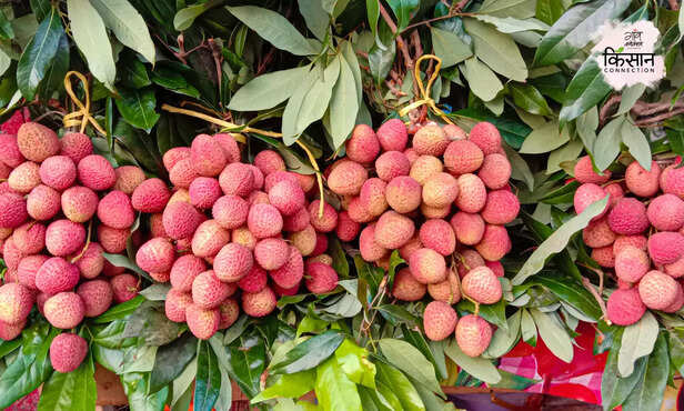 371083-litchi-farming-bihar-summer-heat-wave-rain-production-marketing-pesticide-control-1