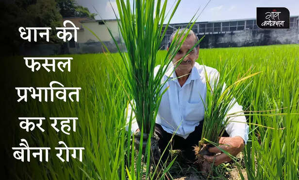 365222-southern-rice-black-streaked-dwarf-virus-srbsdv-fijivirus-paddy-cultivation-basmati-rice