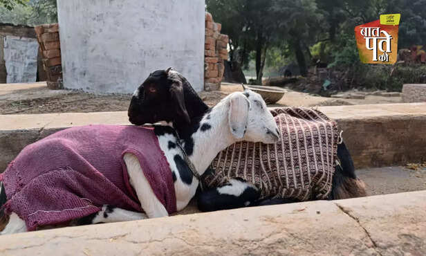 369553-winter-cattle-buffalo-goat-care-milk-production-housing-management-livestock-1