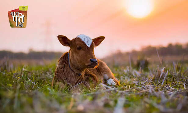 369554-winter-cattle-buffalo-goat-care-milk-production-housing-management-livestock-2