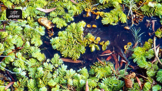 357073-salvinia-molesta-biological-control-cyrtobagous-salviniae-directorate-of-weed-research-madhya-pradesh-2