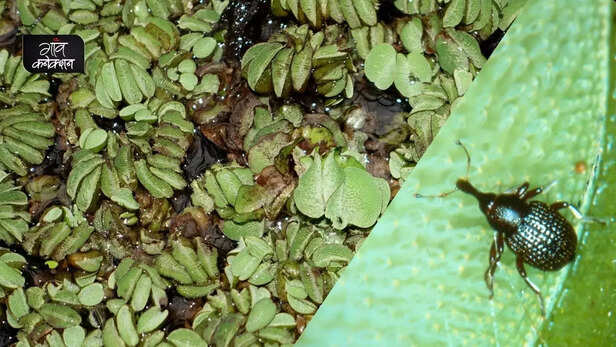 357074-salvinia-molesta-biological-control-cyrtobagous-salviniae-directorate-of-weed-research-madhya-pradesh-5