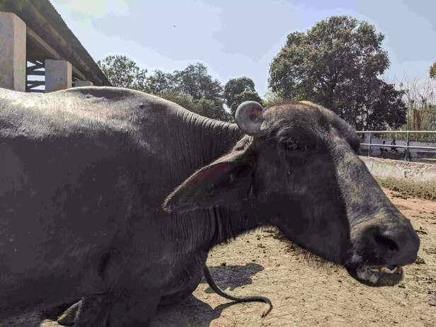 351675-cattle-cow-buffalo-treatment-41-scaled