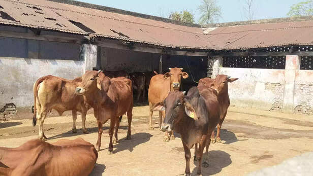 351678-cattle-cow-buffalo-treatment-43-scaled