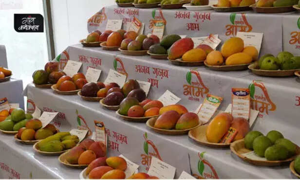 360494-red-mango-varieties-india-husnara-vanaraja-pusa-arunima-amrapali-tommy-atkins-1