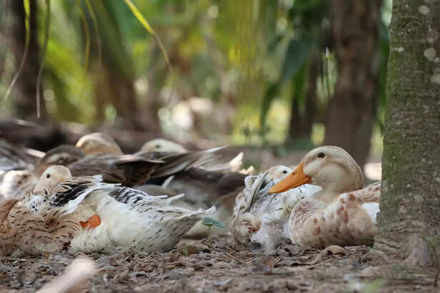 350639-bird-flu-kerala-duck-farming