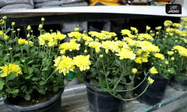 369720-plant-nursery-business-ideas-start-organic-vegetable-and-herb-nursery-1