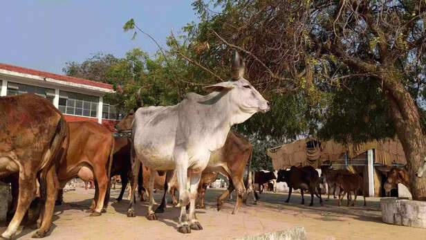 354002-breed-conservation-award-2021-1-scaled