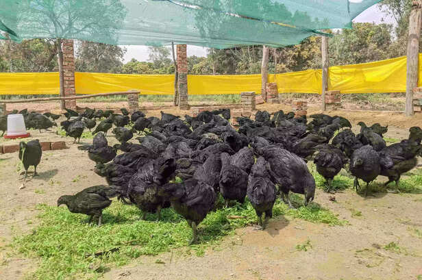 354003-breed-conservation-award-2021-6-scaled