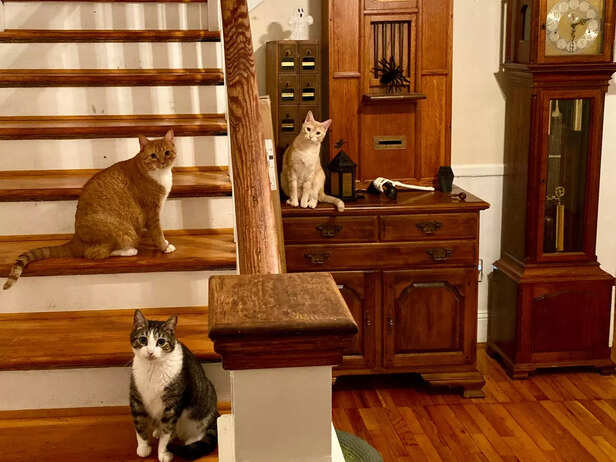 Is One Cat a Litter Box Bully? Preventing Territorial Pooping