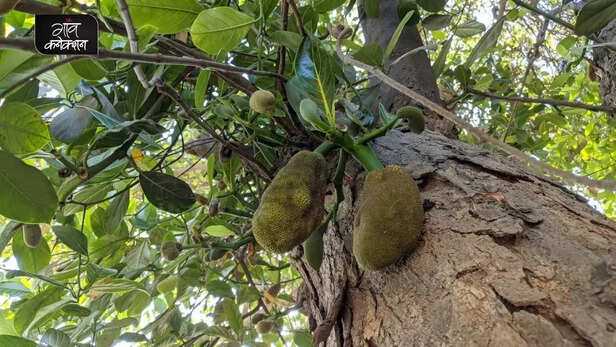 355808-nano-composite-made-from-jackfruit-peel-can-reduce-water-pollution-2