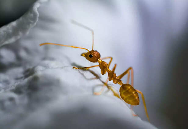 355449-ant-teeth-tough-sharp-tools-zinc-atom-coating-research-pnnl-4