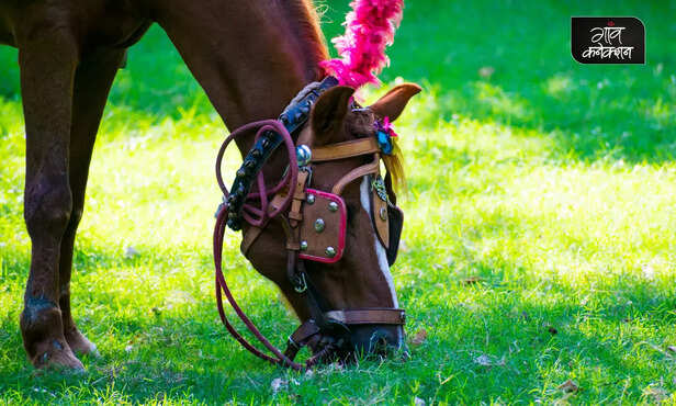 362370-equine-breeds-marwari-horses-kathiawari-spiti-horses-zanskari-horses-donkeys-asses-icar-nrce-1