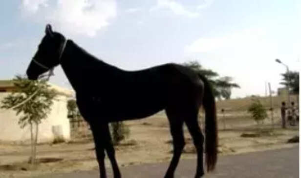 362363-equine-breeds-marwari-horses-kathiawari-spiti-horses-zanskari-horses-donkeys-asses-icar-nrce-1