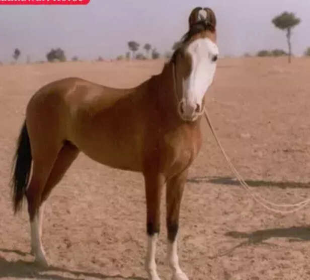 362364-equine-breeds-marwari-horses-kathiawari-spiti-horses-zanskari-horses-donkeys-asses-icar-nrce-4