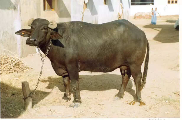 351556-mehsana-buffalo