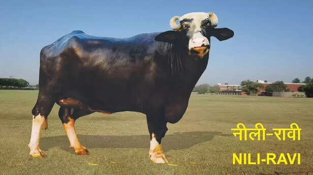 351563-niliravi-buffalo-gaon-connection