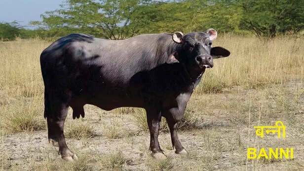 351564-banni-baffalo-gaon-connection