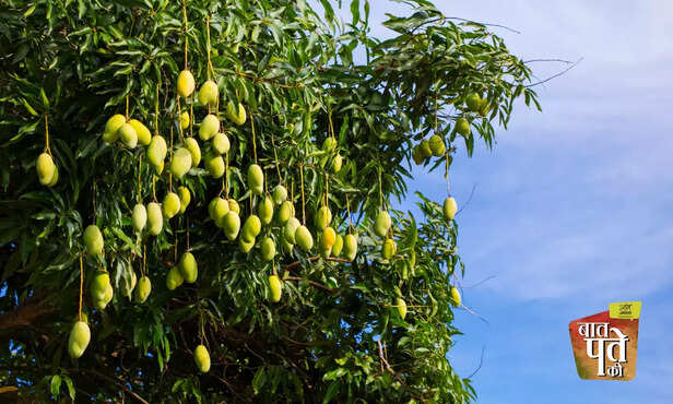 369738-mango-farming-flowering-season-insect-disease-management-advisory-1