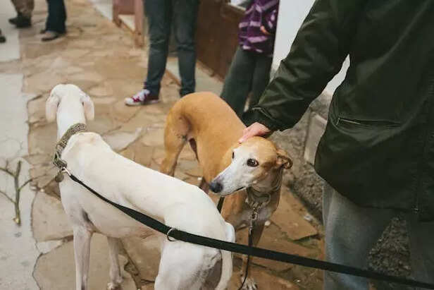 Indian Hounds