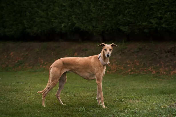 Mudhol Hound