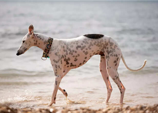 Rampur Hound