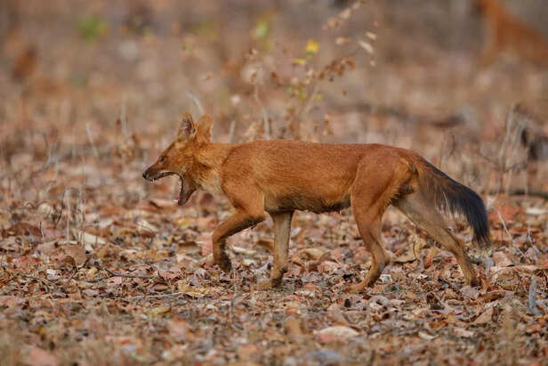 Jackal