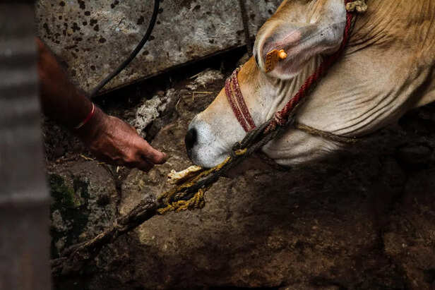 cow