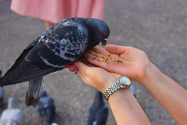 hands