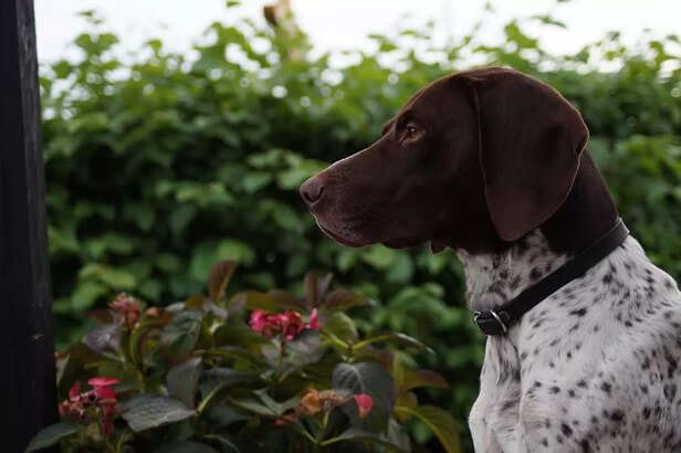dog guarding home