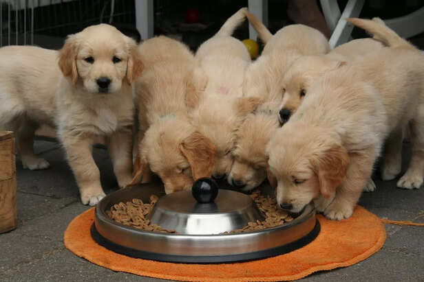 golden retriever