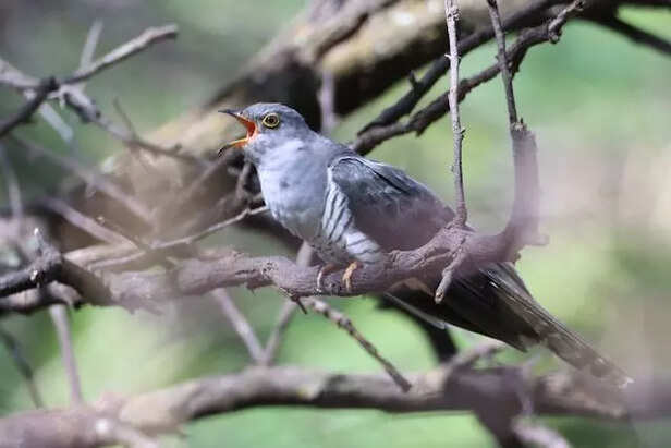 Cuckoo
