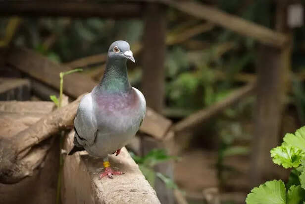Pigeon