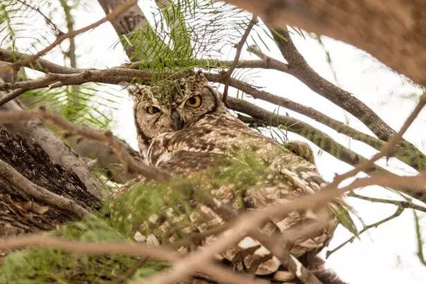 Great horned owl