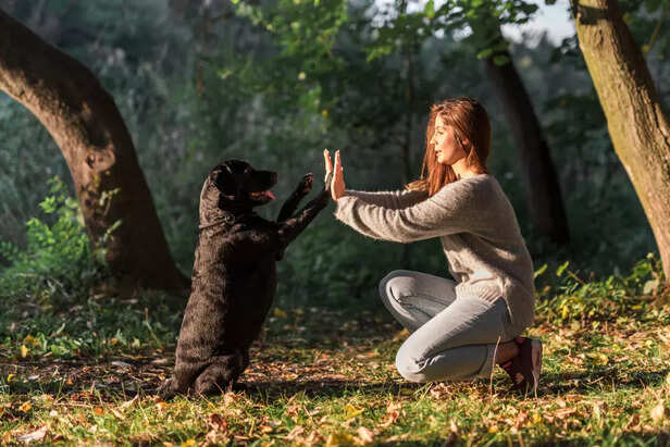 dog training