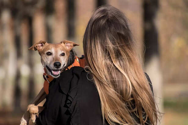 indian street dog