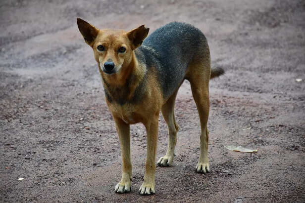 indian dog