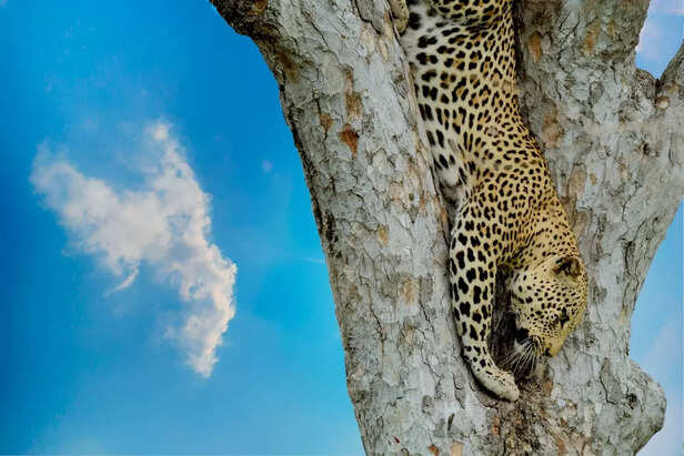 Leopards - Indian National Park