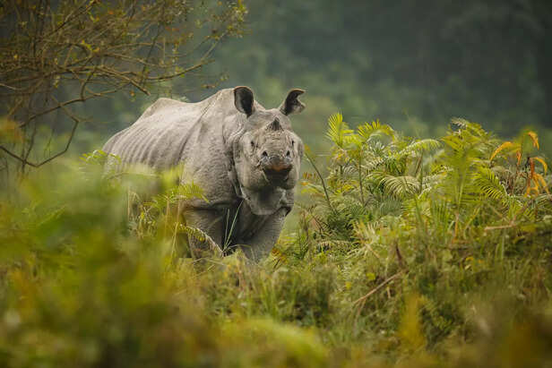 One Horn Rhinoceroses