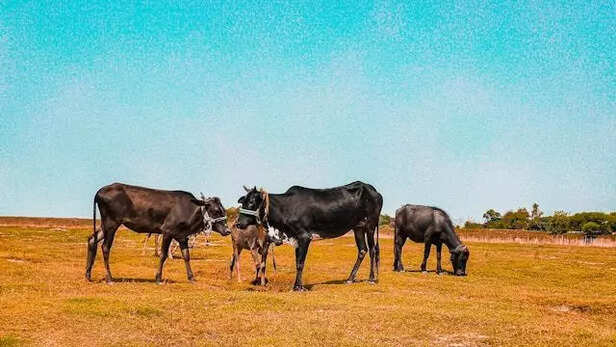 Cows