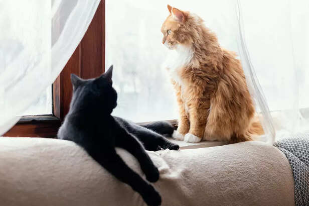 Cats need their space