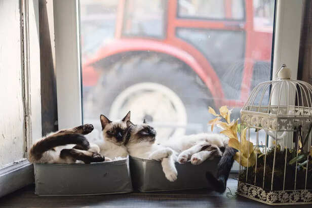 Multi-Cat Homes