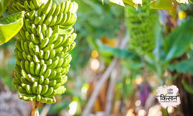 370962-banana-farming-ripening-process-calcium-carbonate-chemical-free-4