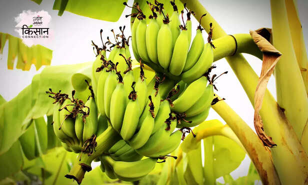 370963-banana-farming-ripening-process-calcium-carbonate-chemical-free-3