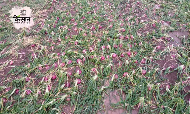 369748-onion-export-ban-goverment-onion-farmers-maharashtra-madhya-pradesh-bharat-dighole-3